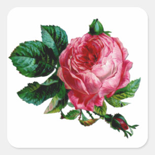 Pegatinas de Rosa de col
