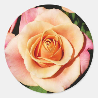 Pegatinas de Rosa Peach