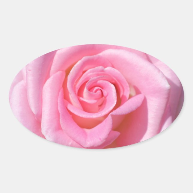 Pegatinas de Rosa Rosa Oval (Anverso)