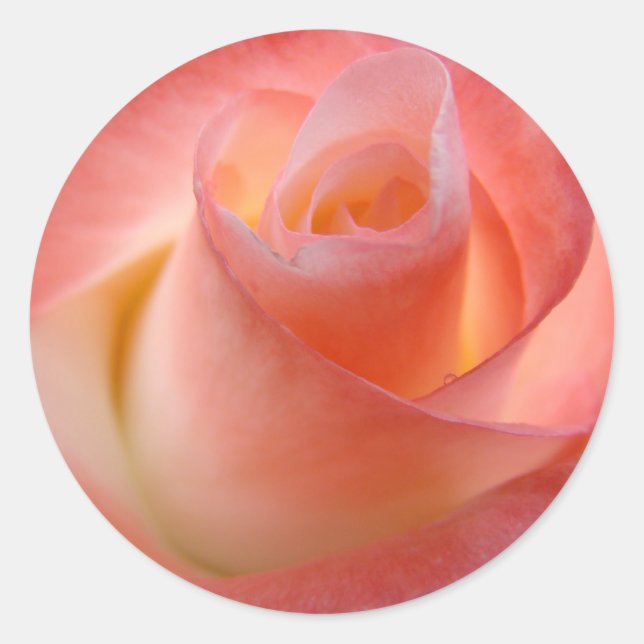 Pegatinas de rosa rosa Sellos de sobre Floral (Anverso)