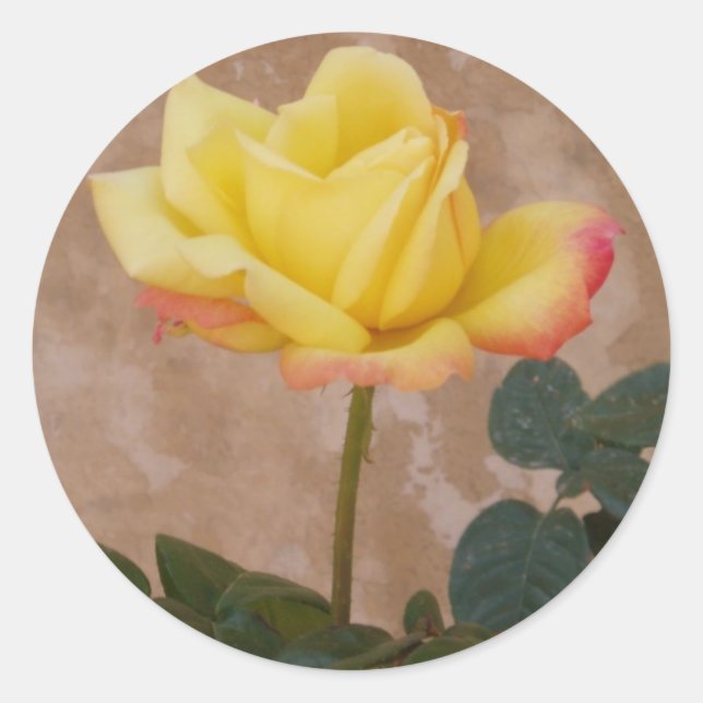 Pegatinas de Rosas Amarillas (Anverso)