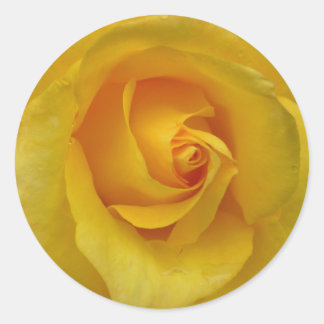 Pegatinas de rosas amarillas Regalos Rosas alegres