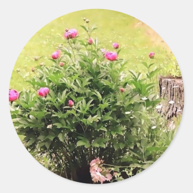 Pegatinas de Rosas de jardín (Anverso)