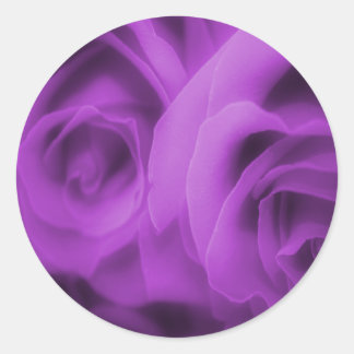 Pegatinas de Rosas morados