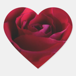 Pegatinas de Rosas Rojas Regalos de Rosa romántico