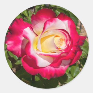 Pegatinas de Rosas Rojas y Amarillas