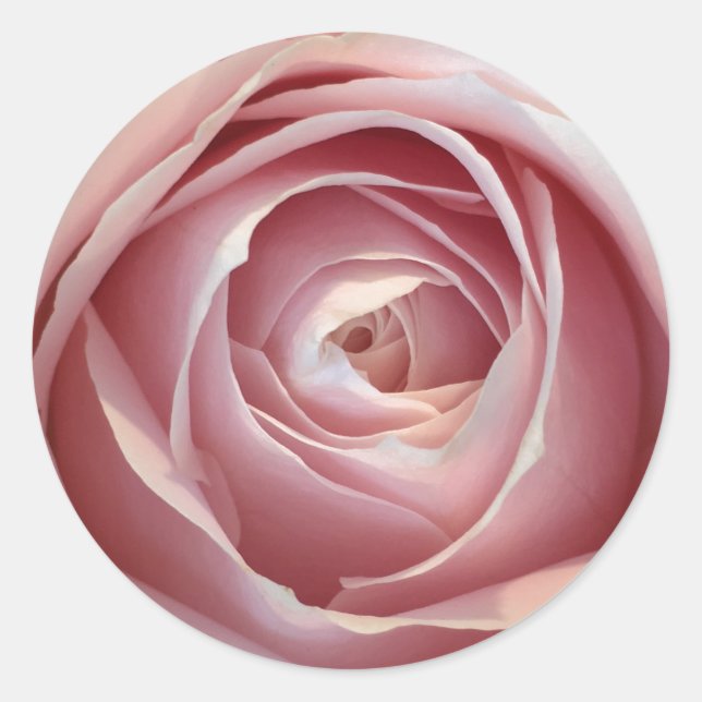Pegatinas de Rose Circle Rosa (Anverso)