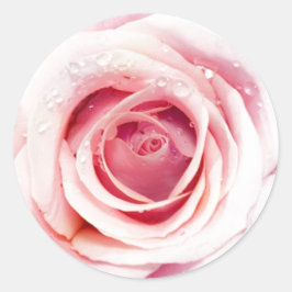 Pegatinas de Rose Circle Rosa