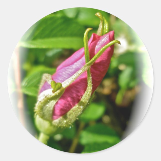 Pegatinas de Rosebud (Anverso)