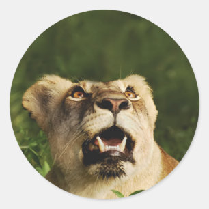 Pegatinas de safari de la vida salvaje de los leon