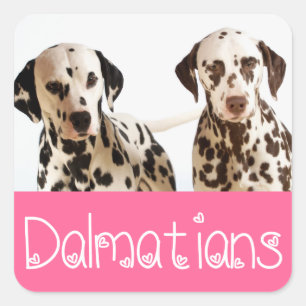 Pegatinas de saludo de cachorro dálmata