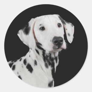 Pegatinas de saludo de cachorro dálmata