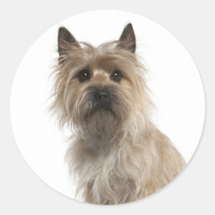 Pegatinas de saludo de cachorro de perro Terrier C