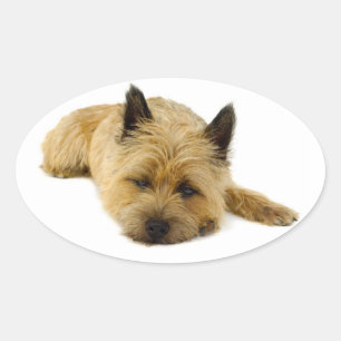 Pegatinas de saludo de cachorro de perro Terrier C