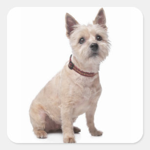 Pegatinas de saludo de cachorro de perro Terrier C