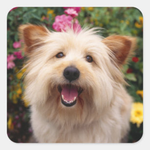 Pegatinas de saludo de cachorro de perro Terrier C