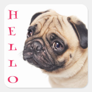 Pegatinas de saludo de perro pug cachorro Hola