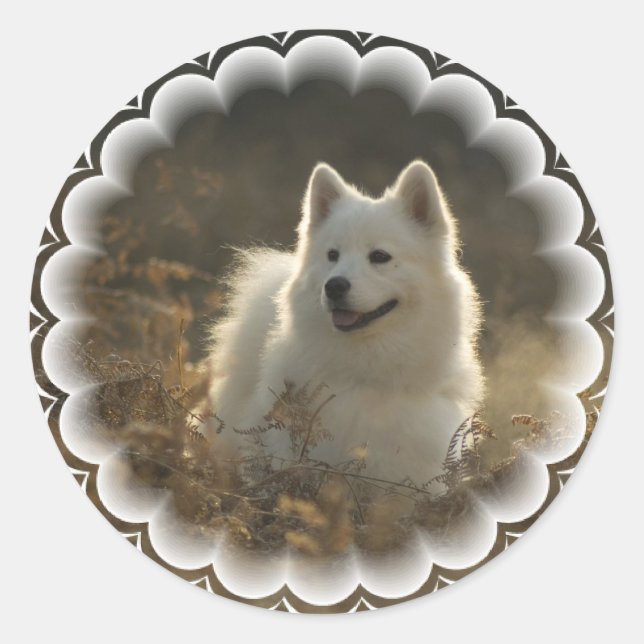 Pegatinas de Samoyed (Anverso)