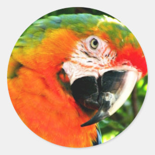 Pegatinas de Scarlet Macaw