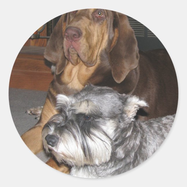 Pegatinas de Schnauzer en miniatura y en sangre (Anverso)