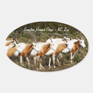 Pegatinas de Scimitar Horned Oryxes