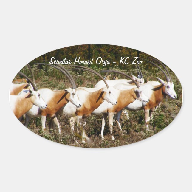 Pegatinas de Scimitar Horned Oryxes (Anverso)