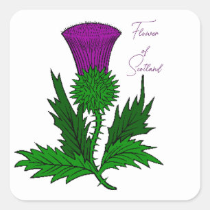 Pegatinas de Scotch Thistle Square