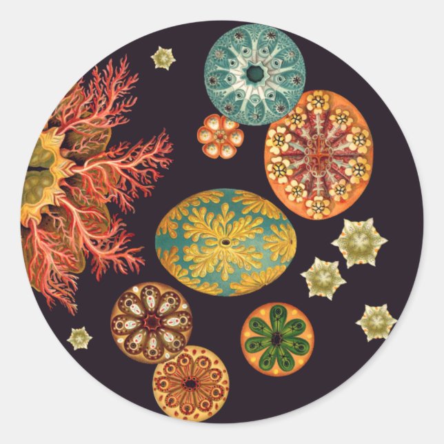 Pegatinas de Sea Squirt Remix (Anverso)