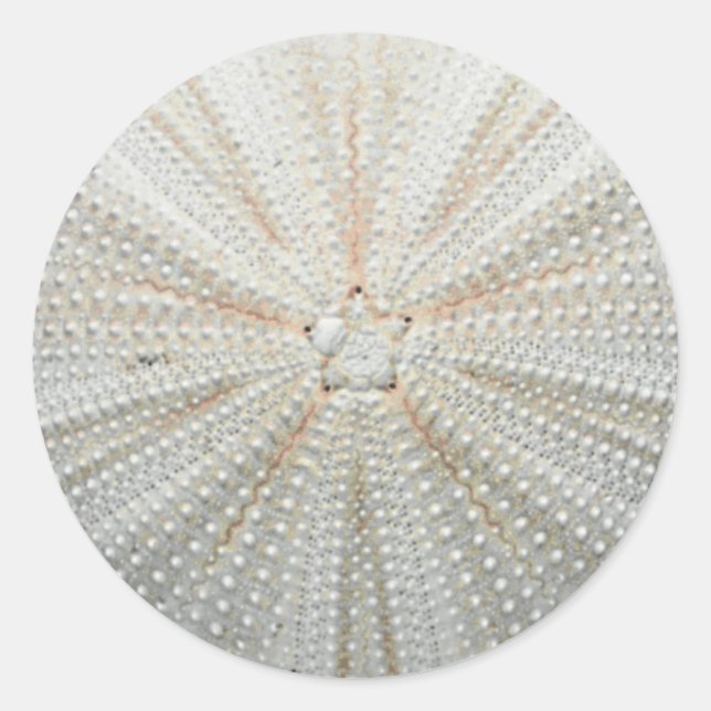Pegatinas de Sea Urchin (Anverso)