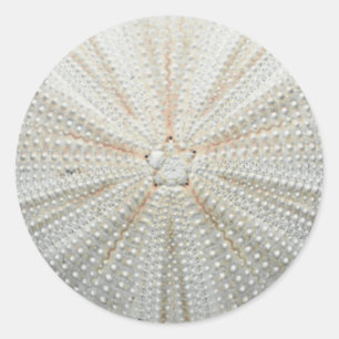 Pegatinas de Sea Urchin