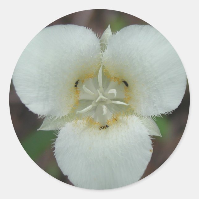 Pegatinas de Sego Lily (Anverso)