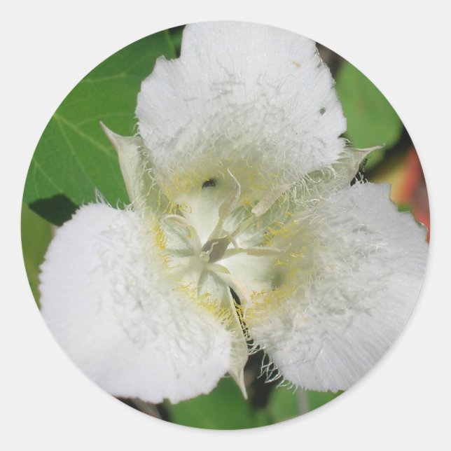 Pegatinas de Sego Lily (Anverso)