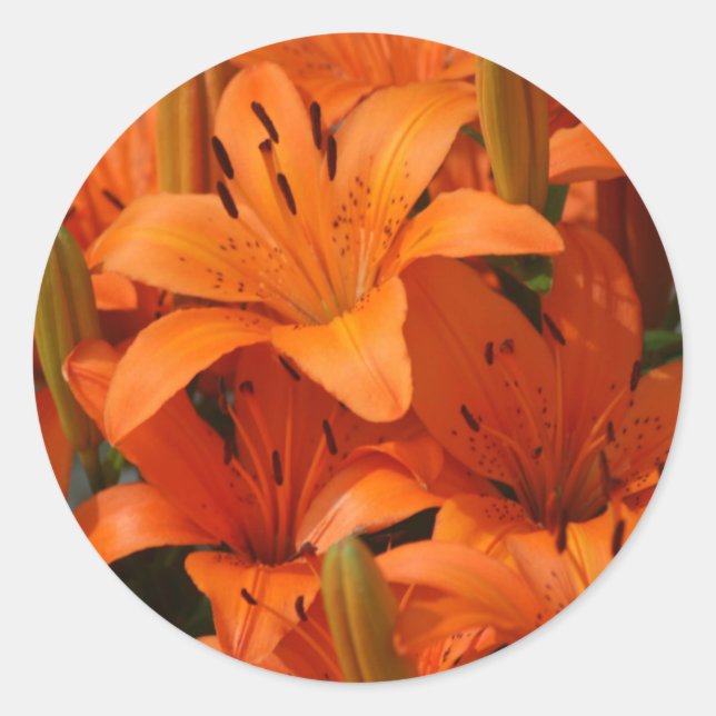 Pegatinas de Sello para sobres Lily (Anverso)