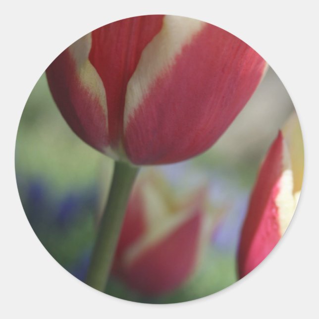 Pegatinas de sellos Tulip Ensobre (Anverso)