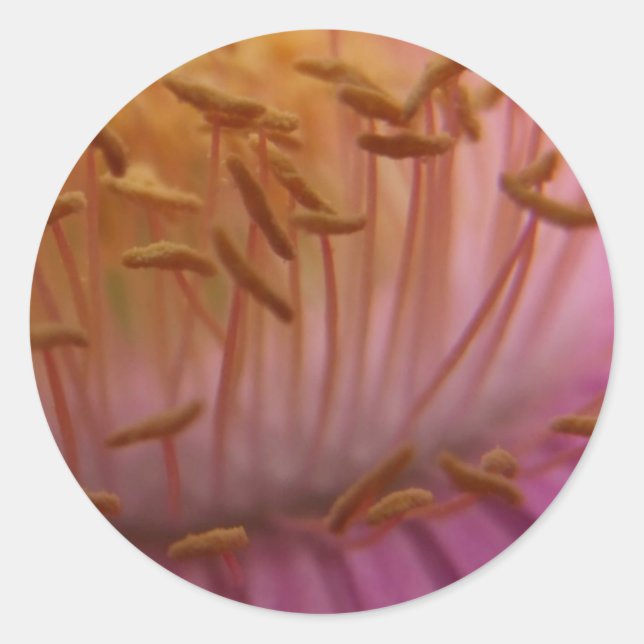 Pegatinas de semillas (Anverso)