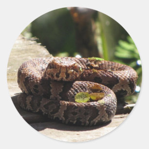 Pegatinas de serpientes de maní/algodón