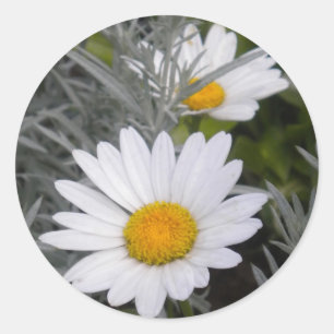 Pegatinas de Shasta Daises (con oro) blancos