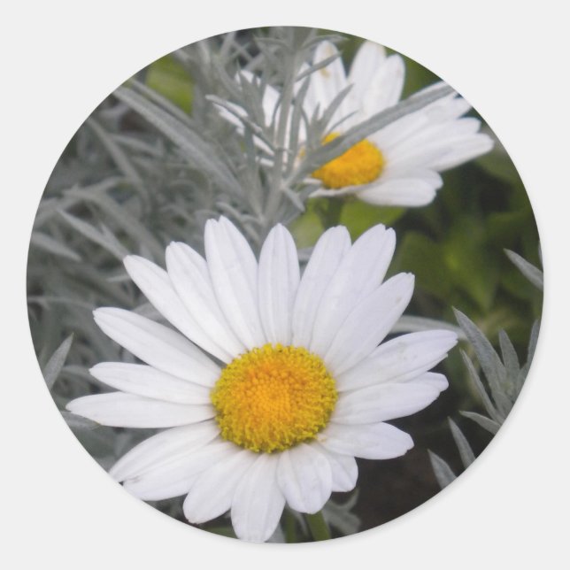 Pegatinas de Shasta Daises (con oro) blancos (Anverso)