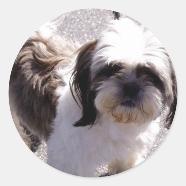 Pegatinas de Shih Tsu Puppy (Anverso)