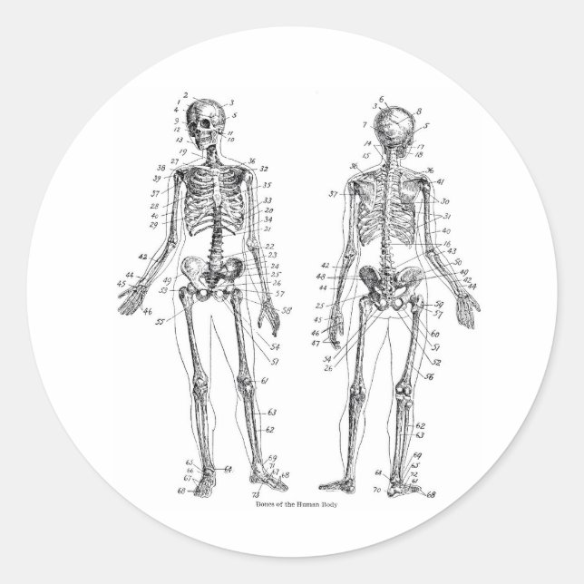 Pegatinas de Skeleton (Anverso)