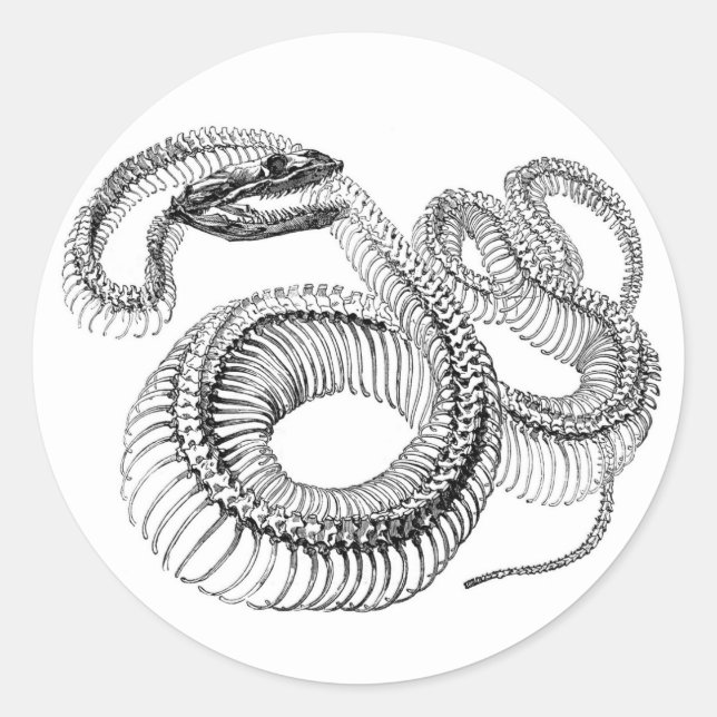 Pegatinas de Snake Skeleton (Anverso)
