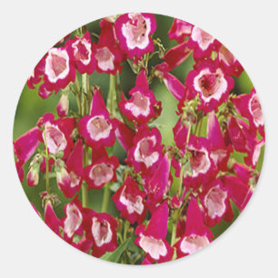 Pegatinas de Snapdragon Flowers