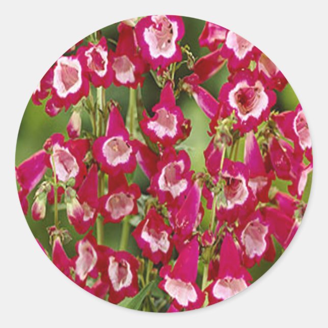Pegatinas de Snapdragon Flowers (Anverso)