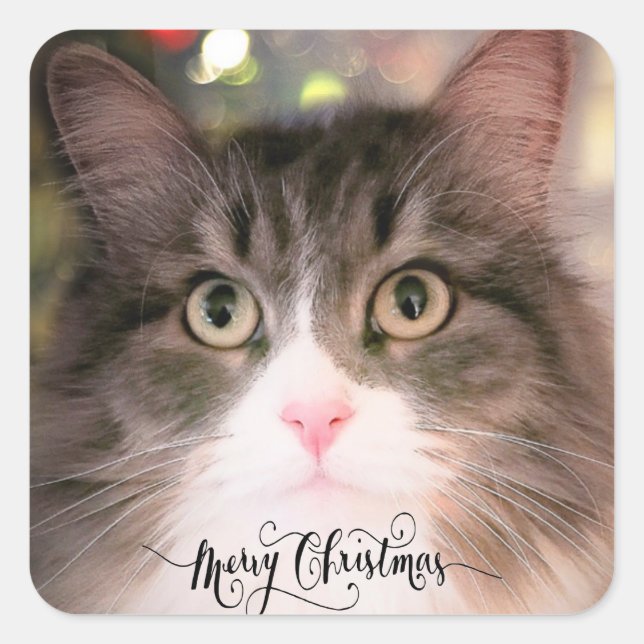 Pegatinas de sobres para gatos de los Navidades (Anverso)