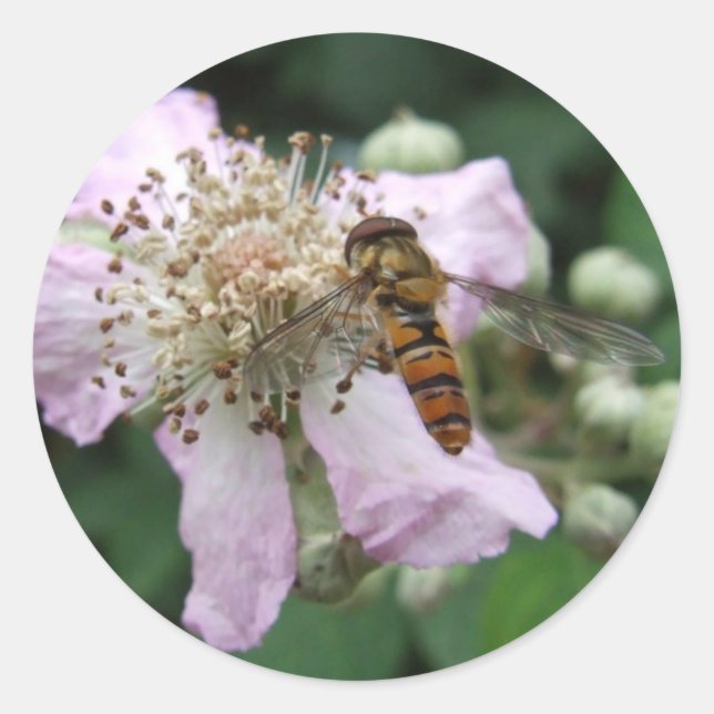 Pegatinas de sobrevuelo (Anverso)