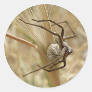 Pegatinas de Spider and Egg Sac