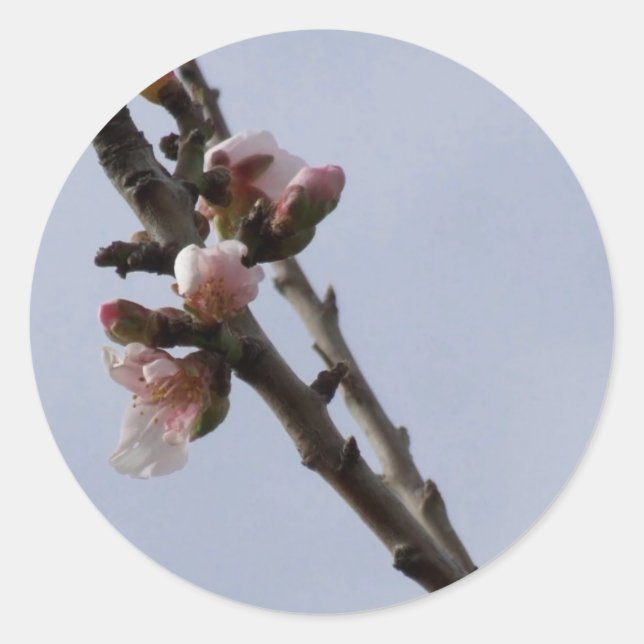Pegatinas de Spring Blossom (Anverso)