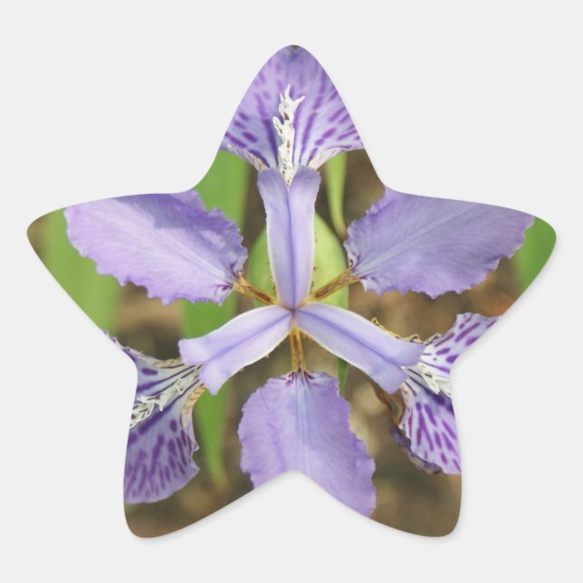 Pegatinas de Star Iris (Anverso)