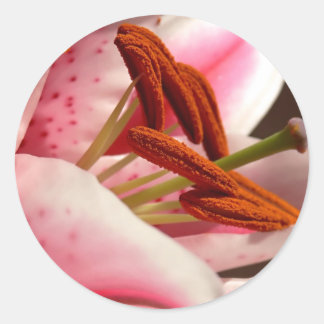 Pegatinas de Stargazer Lily