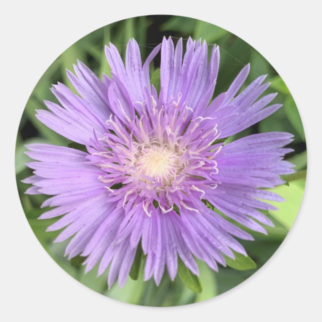 Pegatinas de Stokes aster (Stokesia laevis) (Anverso)